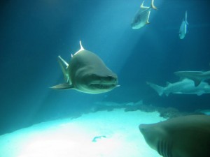 Shark attacks pose threat to cruise passengers